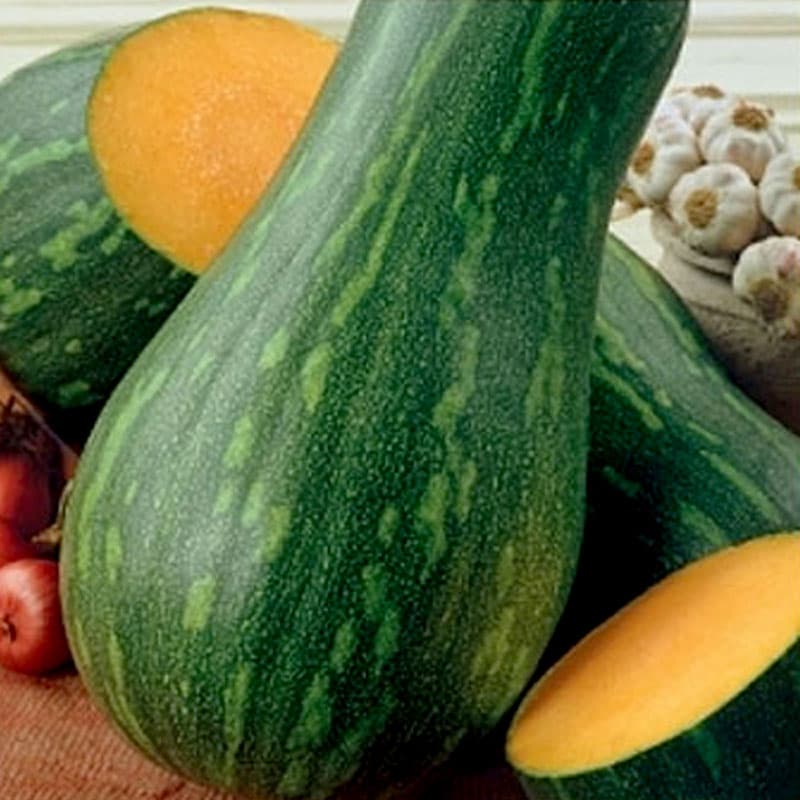 Myskpumpa 'Naples Long', päronformad, grönrandigt skal, orange fruktkött, nötsmak.