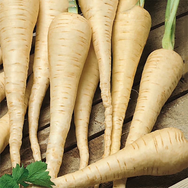 Palsternacka 'Guernsay', vit rotfrukt med smak av selleri och persilja, 3 gram frön.