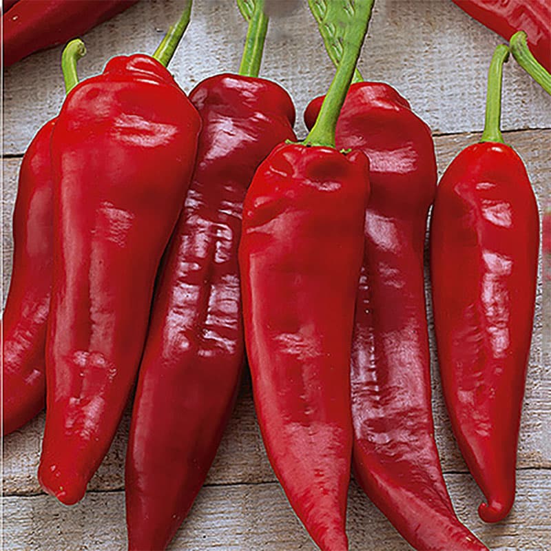 Paprika 'Komtesa', mörkröd frukt, 90-100 cm höjd, växthusodlad, fuktig miljö, 0,1 gram frön.