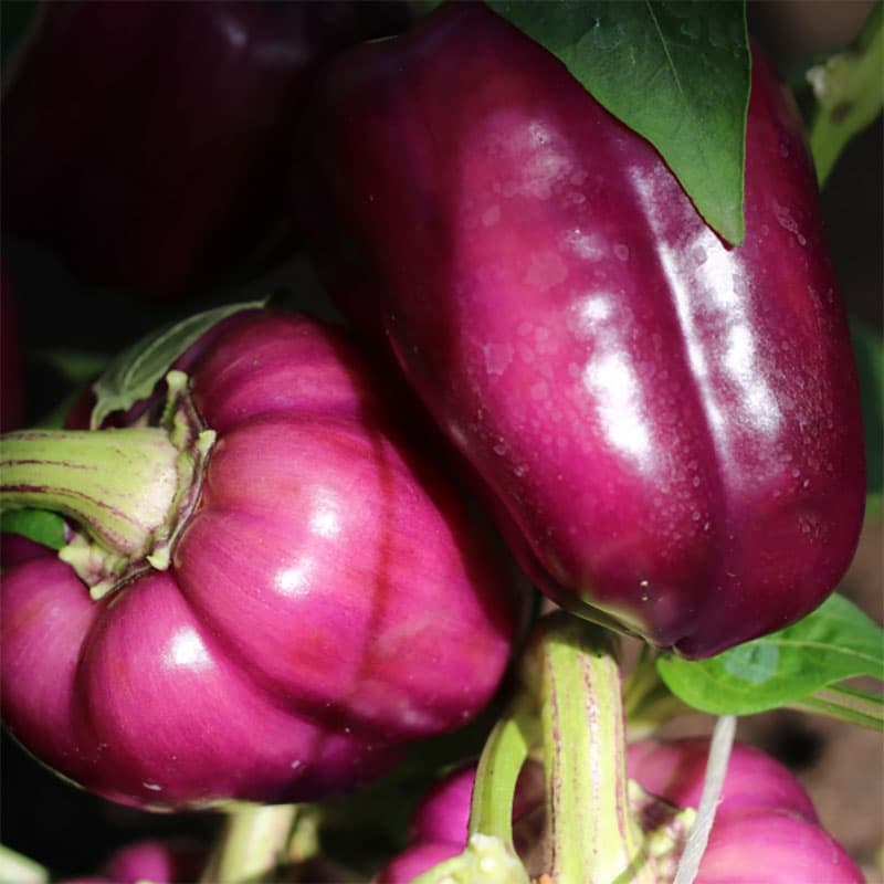 Paprika 'Oda', violett färg, konformad frukt, 40 cm höjd, lättodlad, passar för färskkonsumtion.