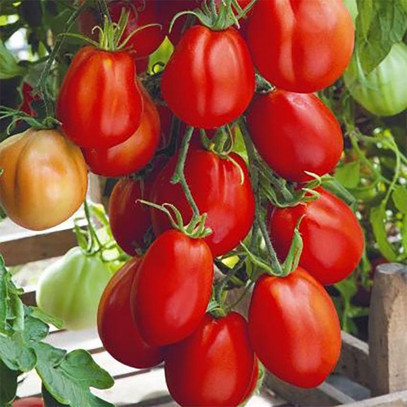 Fröer - Tomater
