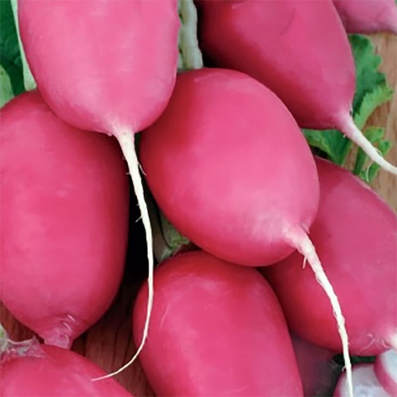 Rädisa Jutrzenka, ljusrosa, oval, mild smak, 5 gram frön, odlas vår och höst.