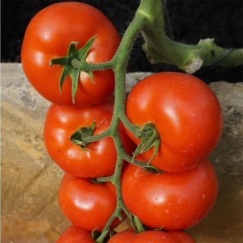Tomat 'Abellus', F1 röd, 150-170 g, tidig, självpollinerande, rikgivande, motståndskraftig.