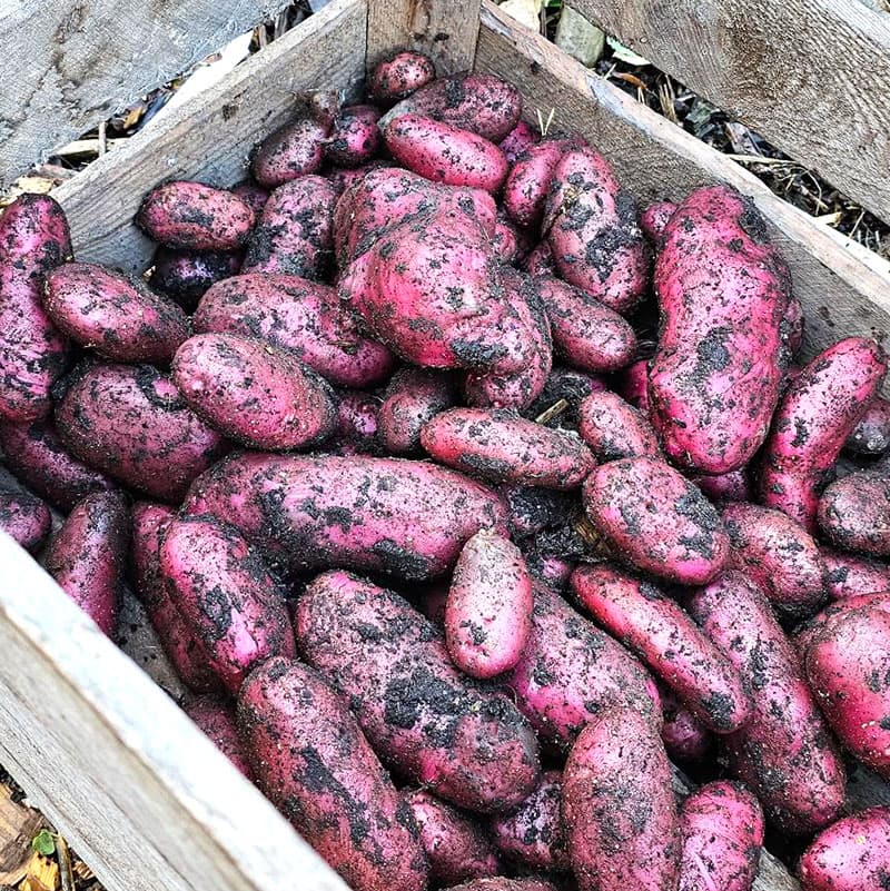 Asterix, sättpotatis, 1 kg röd skalfast potatis sen sort hög kvalitet god lagring