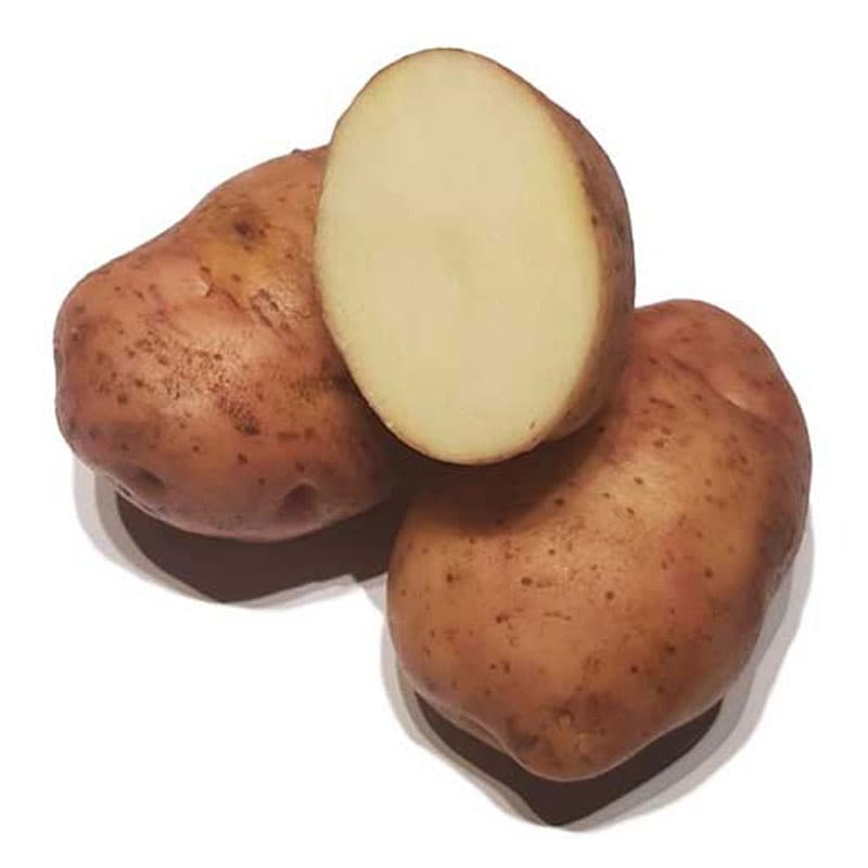 Early Rose, sättpotatis, 1 kg mycket tidig rosa skal vit kött fast till mjölig klassisk