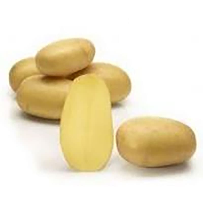 Queen Anne, sättpotatis, 1 kg tidig gul oval potatis mjuk konsistens motståndskraftig