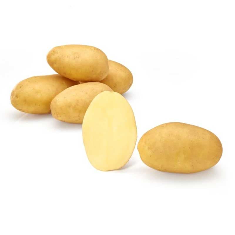 Octa, sättpotatis, 1 kg tidig ljusgul oval potatis fast kött god för alla jordtyper
