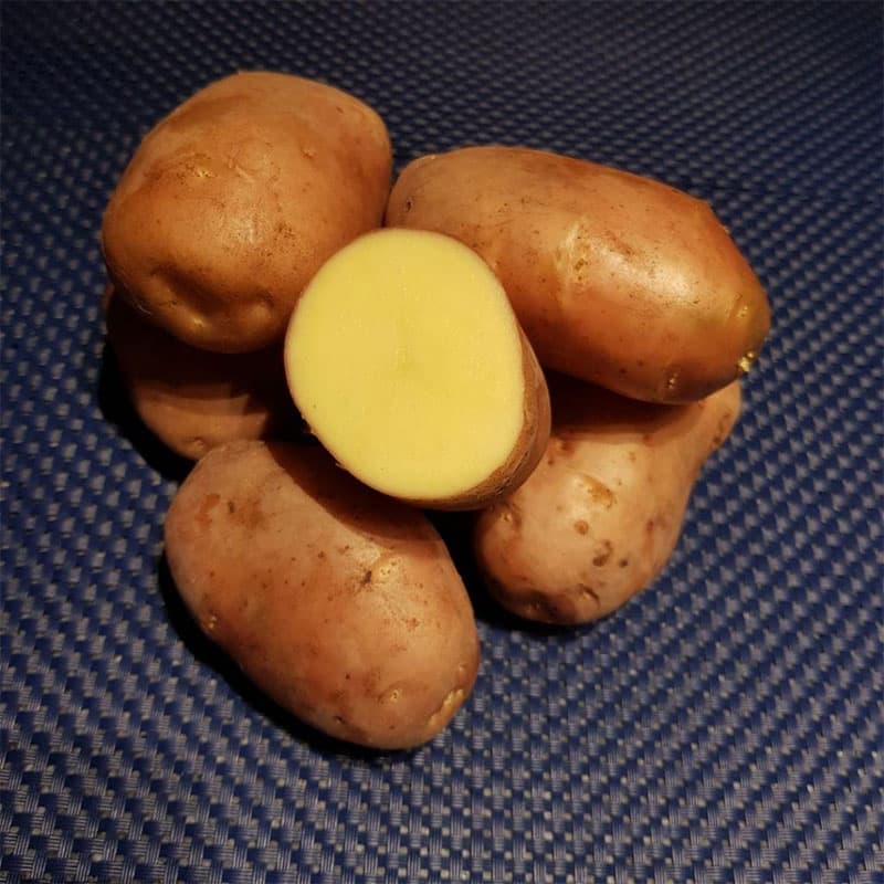 Silla, sättpotatis, 1 kg mycket tidig vitköttig oval potatis bra smak svensk sort