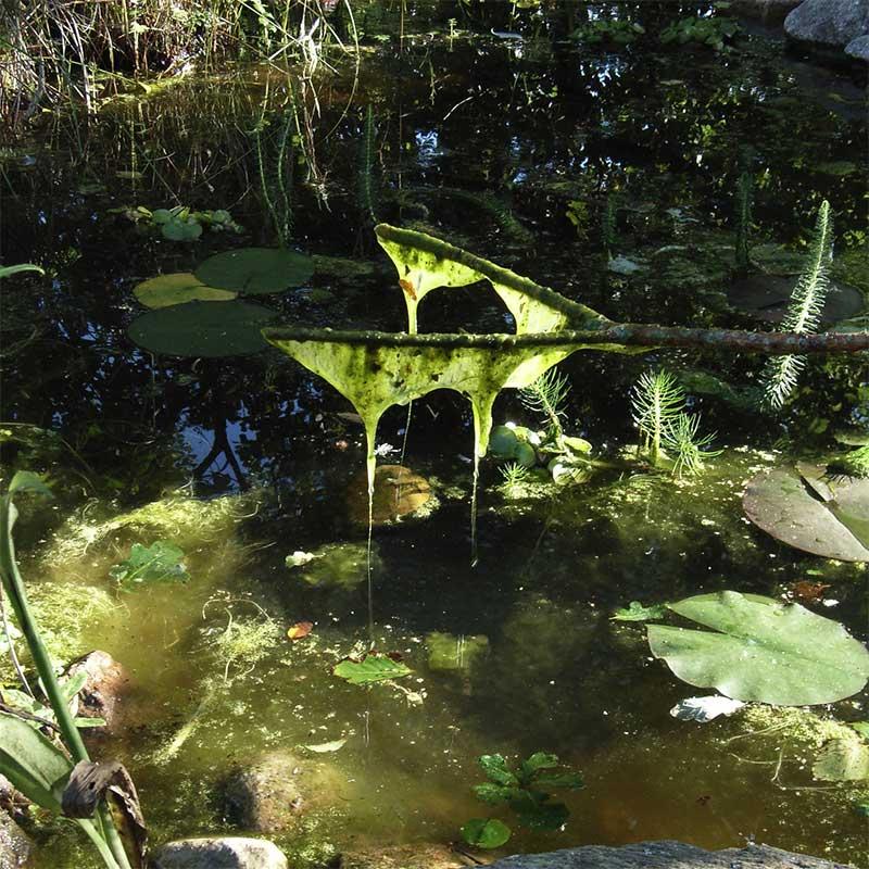 Algstopp Trädgårdsdamm, 3 kapslar, räcker till 10 m³ vatten, biologiskt medel, mot trådalger, ofarligt för fiskar.