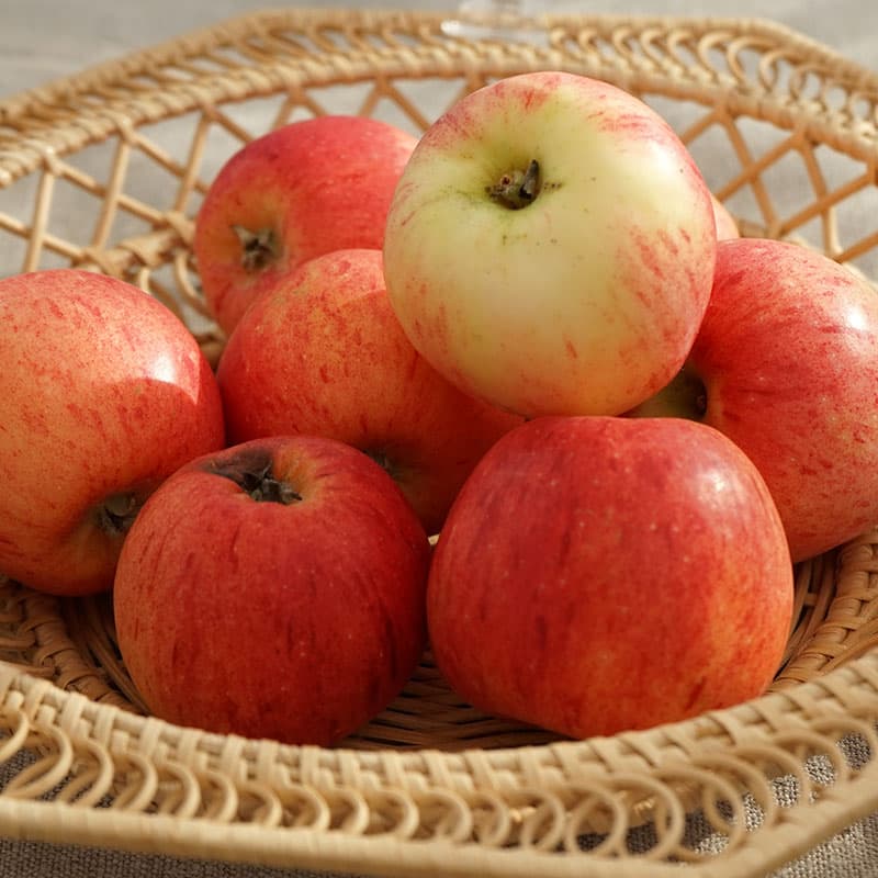 Ympris äpple 'Maglemer', delikatessaäpple, saftigt, sötsyrligt, mognad nov-feb, härdig zon 3