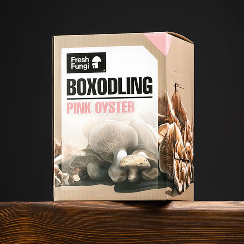 Svampodlingskit, Pink Oyster, Skörd: 500 g, Mått: 16 x 23 x 16 cm, Hållbarhet: 6 månader