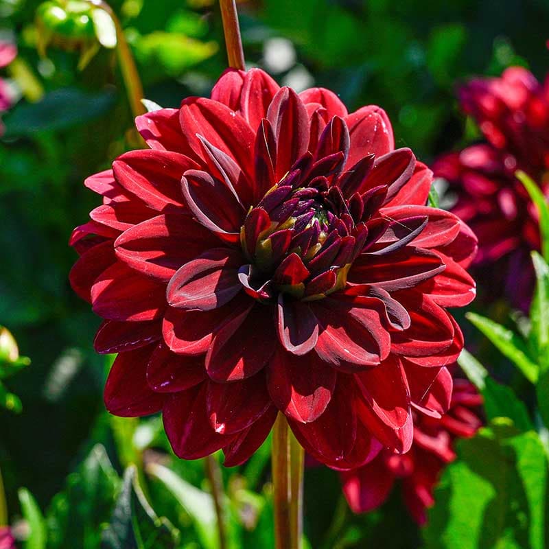 Dekorativdahlia Arabian Night, 1 knöl, chokladbrun 100cm juli–sep snittvänlig