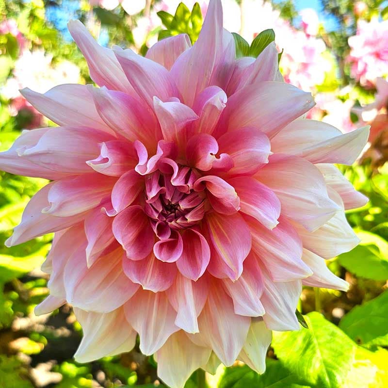Dekorativdahlia Ottos Thrill, 1 knöl, rosa tallriksblom 90cm, juli–okt sol/halvskugga
