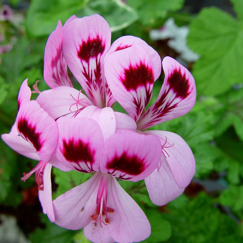 Doftpelargon Royal Oak, rosa blommor vinröda märken ekbladsliknande blad brun sköld