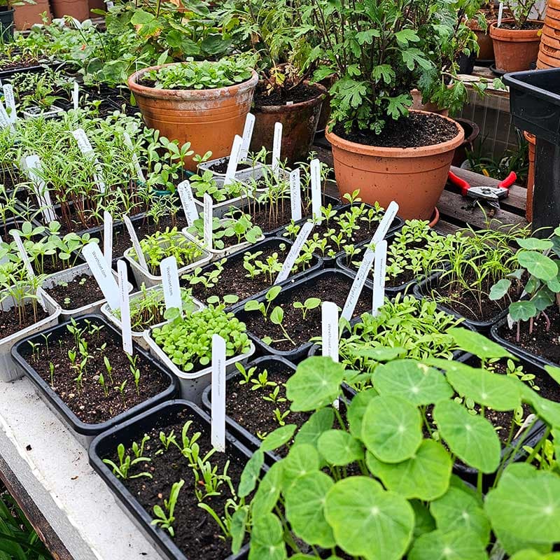 Frösådd från grunden – lär dig odla egna plantor, Kurs, Odlingsmetoder och tips för starka plantor