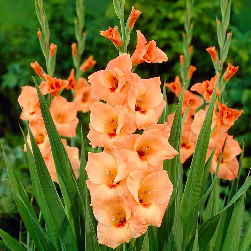 Gladiolus 'Peter Pears' 10 lökar korall storblommig höjd 100 cm juli–sep sol/halvskugga