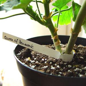 Hängetiketter 16x1,3 cm, 50-pack, hållbara för växter, märkning i trädgård och vinterförvaring.