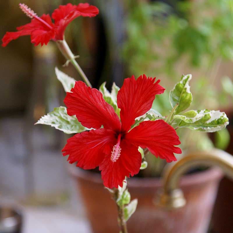 Hibiskus rosa-sinensis varigatus, rödblommig variegerade blad ljus södervästfönster 8-10 cm kruka