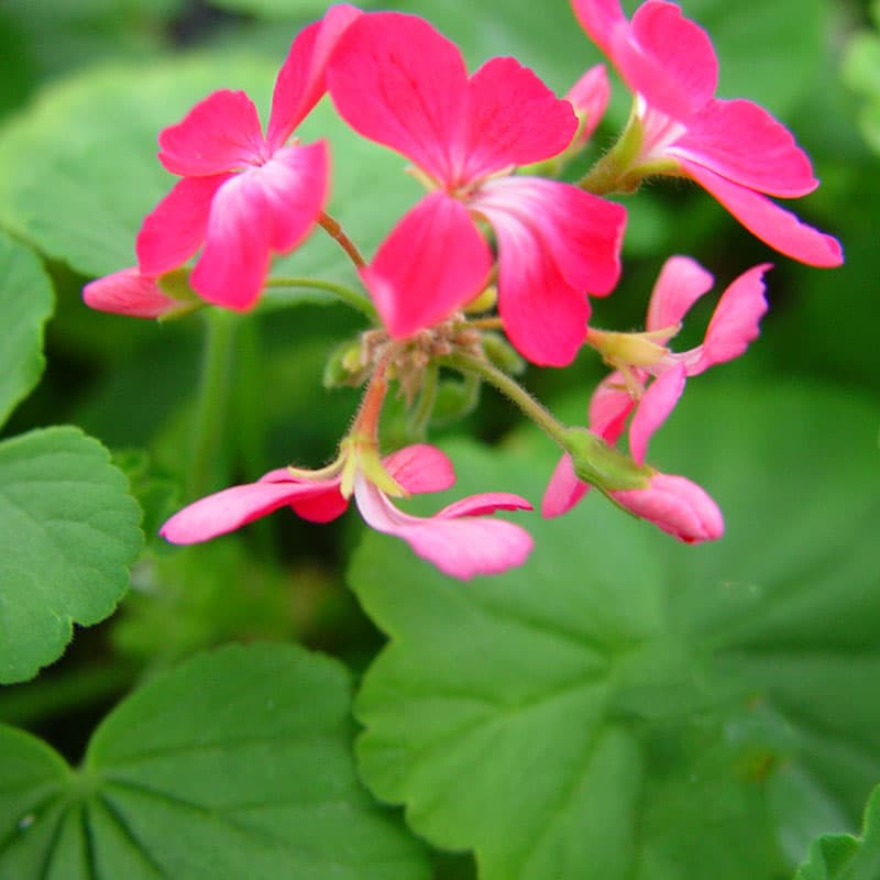 Zonalpelargon Kleine Liebling, miniatyr rosa små blommor helgröna blad riklig blomning