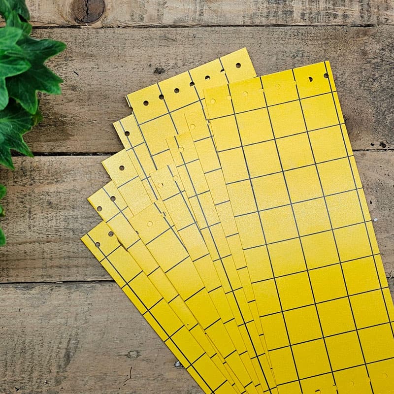 Klisterskiva mot ohyra, 10-pack, 5 gula skivor, 25x10 cm, giftfria, effektiv mot mjöllöss, bladlöss, sorgmyggor.