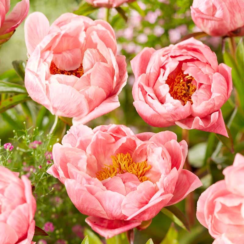 Luktpion Coral Charm, rosa/lax jun–jul 75 cm sol snittvänlig 1 st rot 2/3