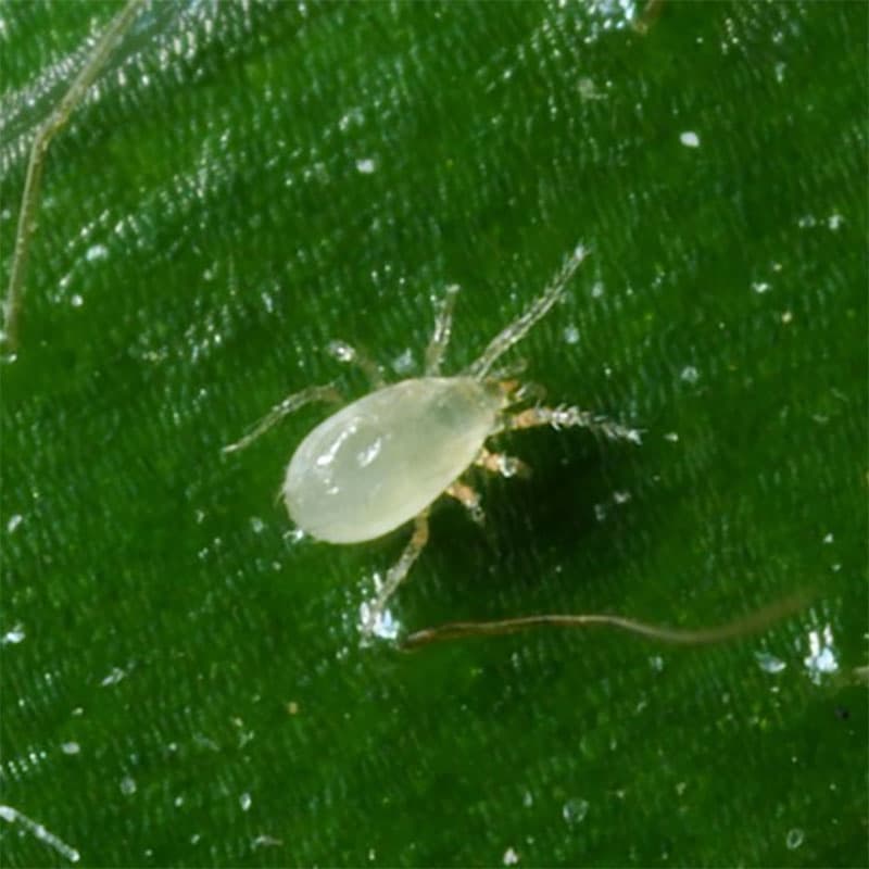 Montdorensis-rovkvalster, 5 små påsar, bekämpar trips, spinn, mjöllöss, effektiv 12–35 °C, inomhus och i växthus.