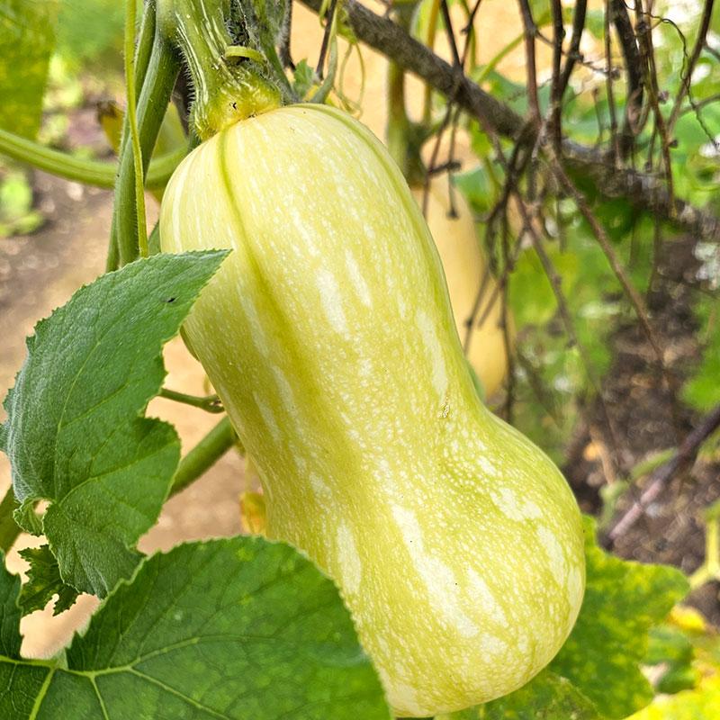 Planta av myskpumpa 'Waltham Butternut'