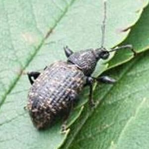 Nematoder mot öronvivel, räcker till 100 m², biologisk bekämpning, ofarliga för människor, enkel att använda.