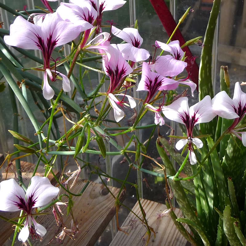 Vildpelargon P. tetragonum