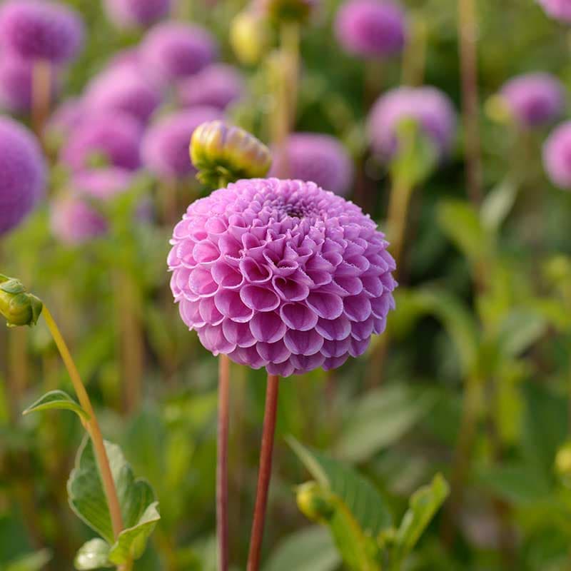 Pompondahlia Franz Kafka, lilarosa 100cm 1 knöl juli–okt sol/halvskugga