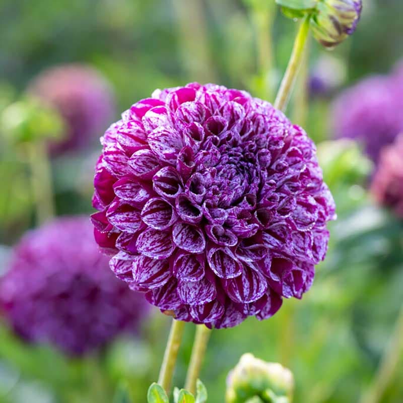 Pompondahlia Marble Ball, 1 knöl, lila vit rund 90cm, juli–okt perfekt som snitt