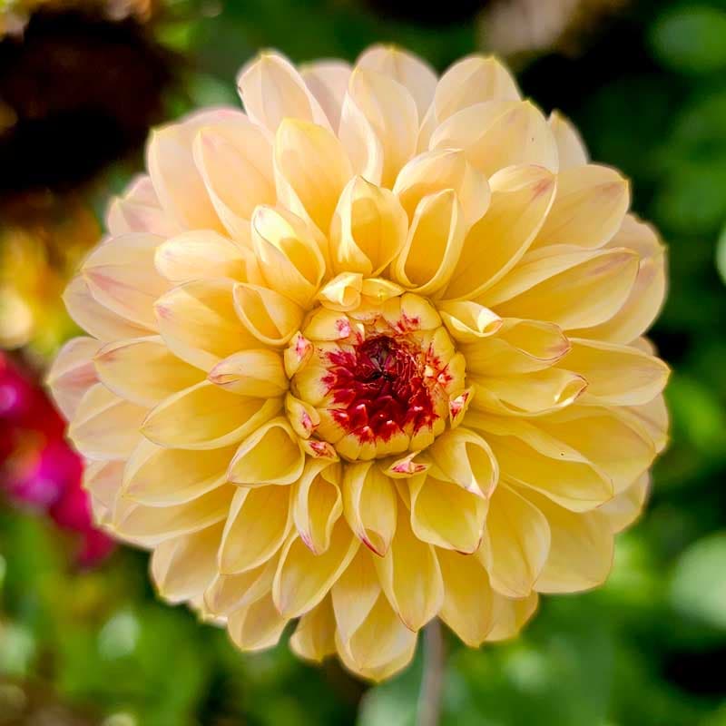 Pompondahlia Yellow Jill, 1 knöl, gul vinröd pompon 100cm juli–okt sol/halvskugga