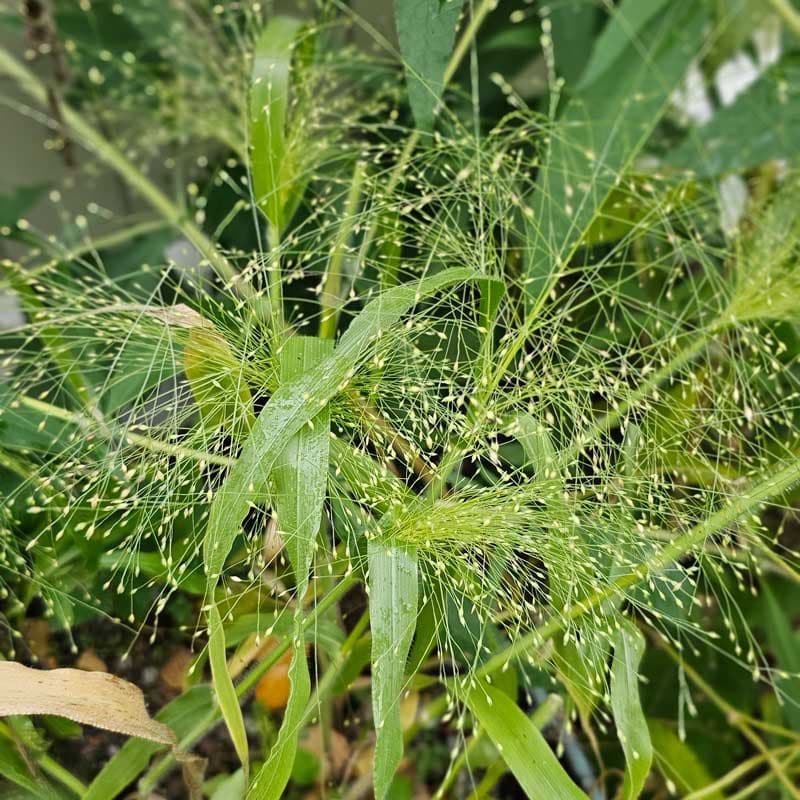 Prydnadsgräs 'Frosted Explosion', ettårig, 50-80 cm hög, soligt läge, dekorativt, blomning juni-okt.