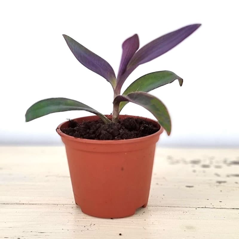Purpurblad Tradescantia pallida, purpurfärgade blad rosa blommor klängande frodig ampel 8-10 cm