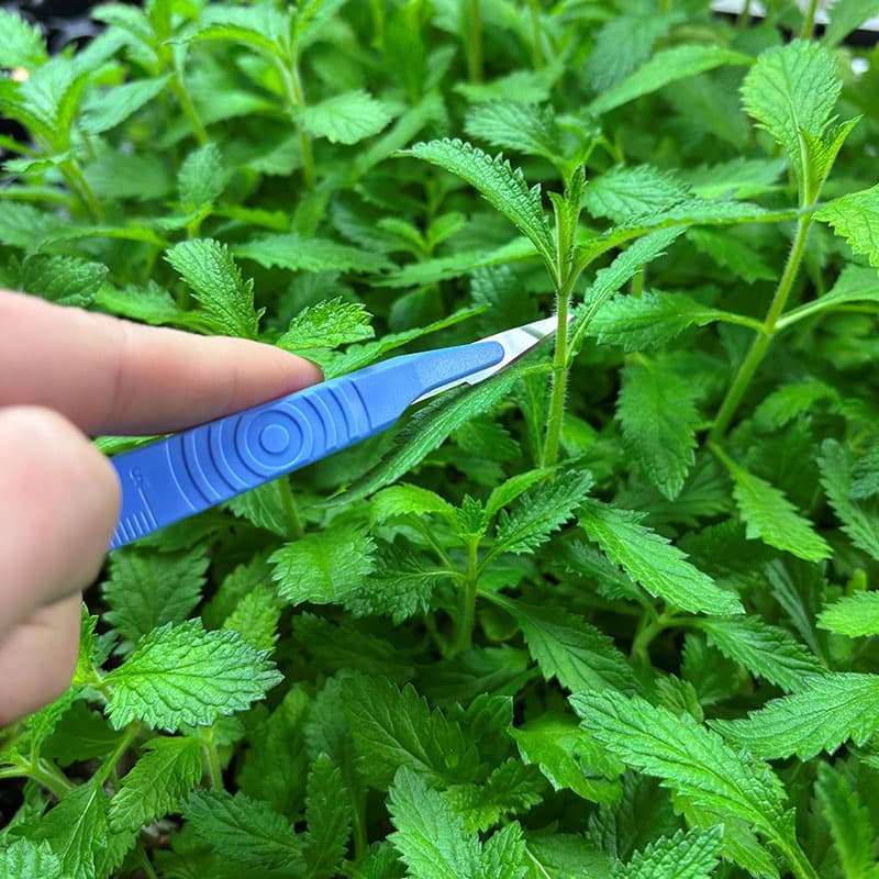 Sticklingskalpell, vass stabil kniv för rena skär vid sticklingsförökning