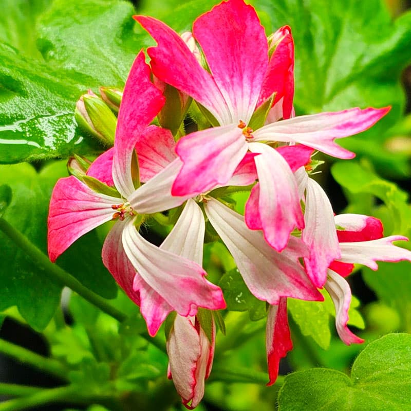 Stjärnpelargon Peppermint Star, vita-rosatonade blommor friska blad rikblommande