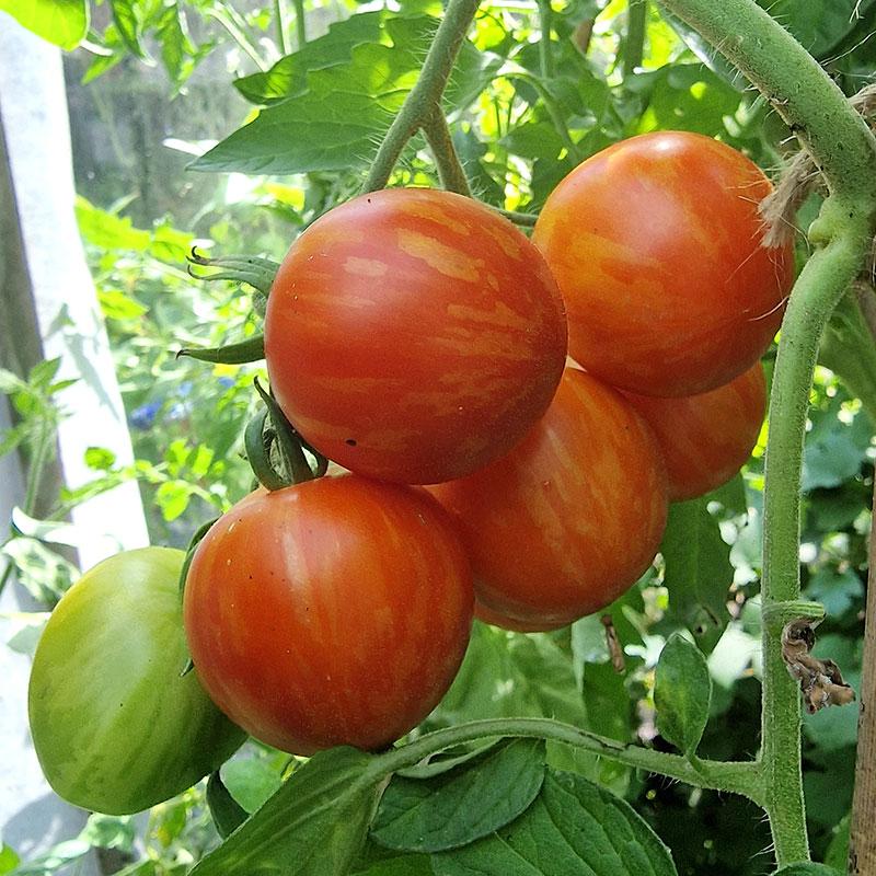 Tomatplanta 'Tigerella'