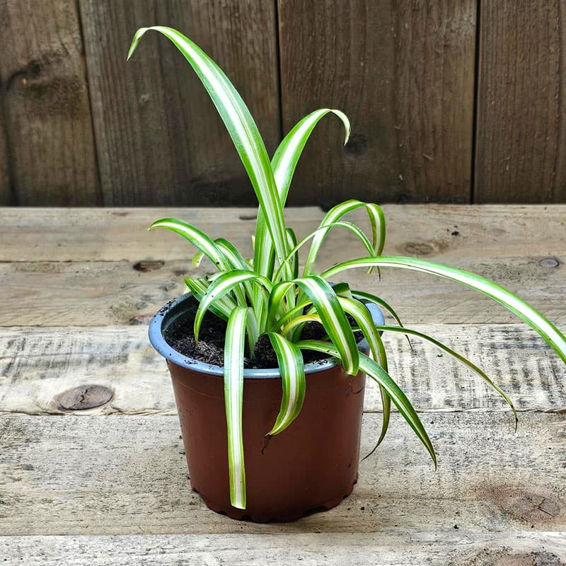 Ampellilja Varigatum, klassisk med smala gröna blad med vit mitt snabbväxande renar luften 8-10 cm