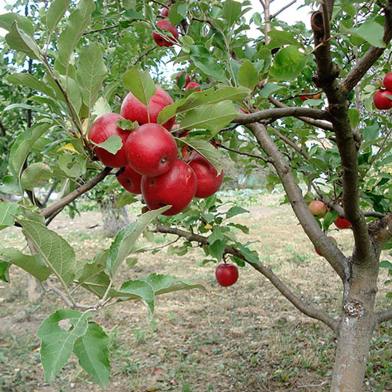 Grundstam äpple MM106, ger medelstark tillväxt, god härdighet, mognad 20-30 år, zon 3