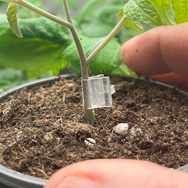 Ympclips 1,8 mm, 5 st clips för ympning av grönsaksplantor som tomat och äggplanta