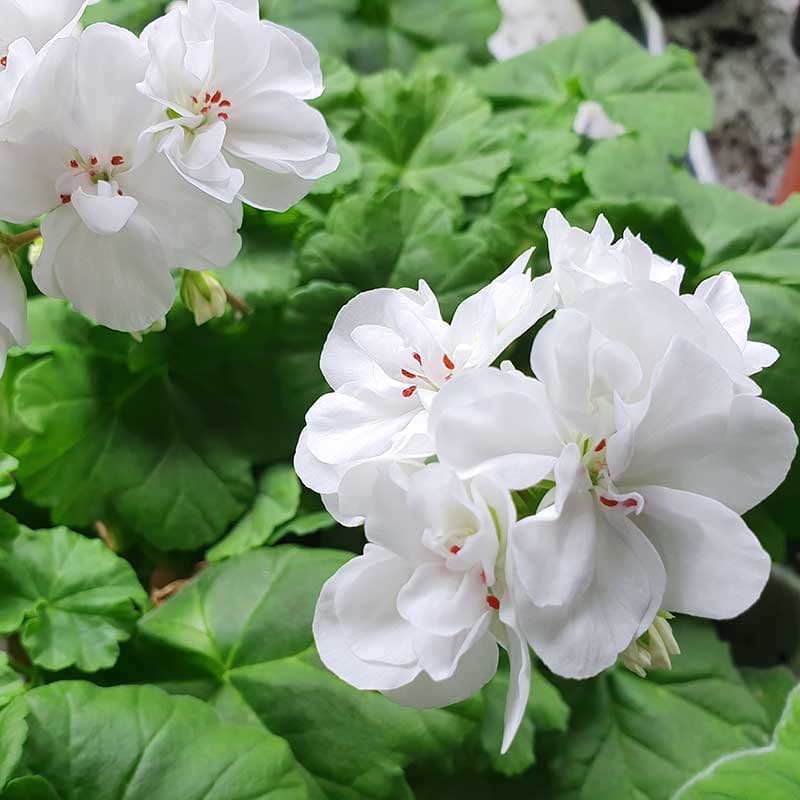Zonalpelargon Mums Mums, vita dubbla blommor ljusgröna blad dvärg rikblom kompakt