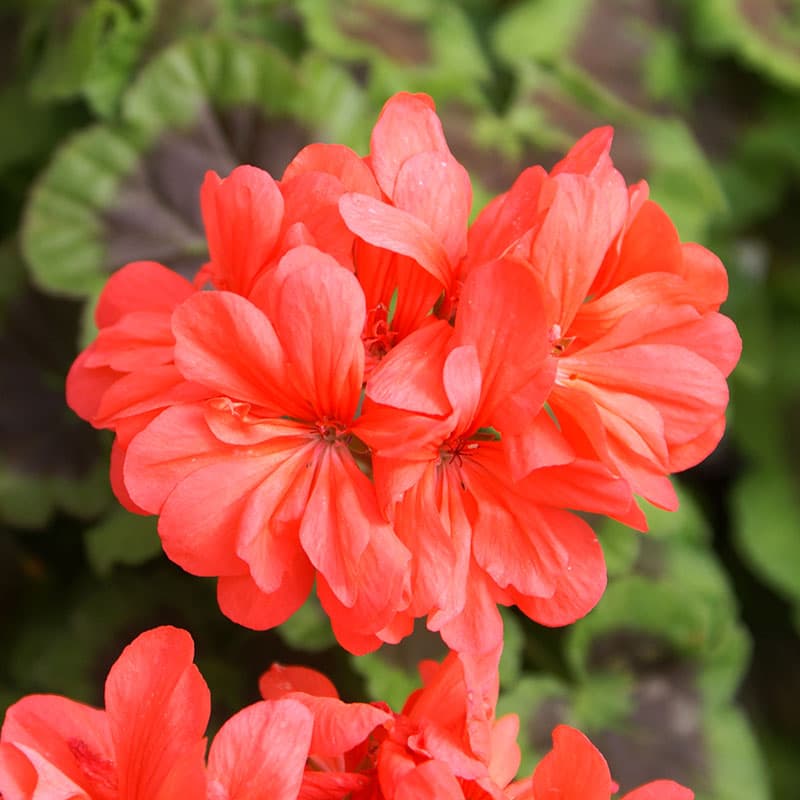Zonalpelargon Naomi, halvdubbla ljusröda blommor frutetorumhybrid utbrett med sköld