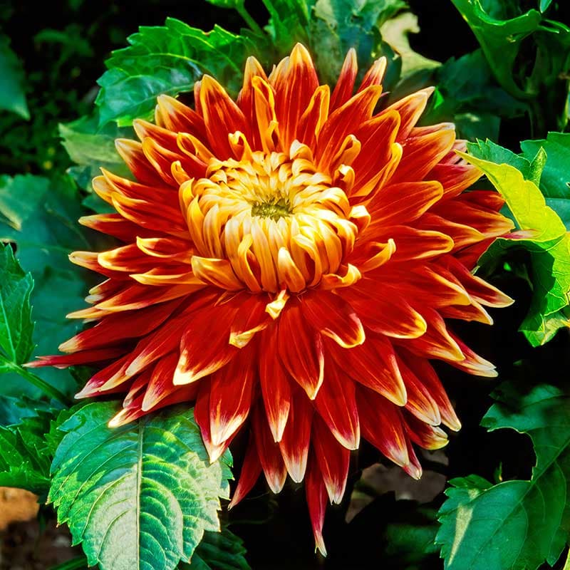Dekorativdahlia Akita, 1 knöl, röd orange gul 90cm, juli–sep sol/halvskugga