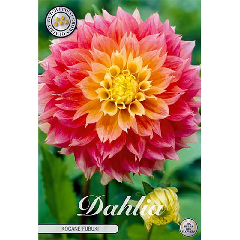 Dekorativdahlia Fubuki Kogane, 1 knöl, rosa gul 100cm, juli–okt sol/halvskugga