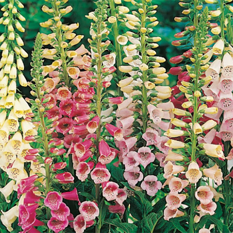 Fingerborgsblomma 'Excelsior', mix: vit, creme, rosa, purpur, höjd: 1-2 m, sol-halvskugga, två-årig.