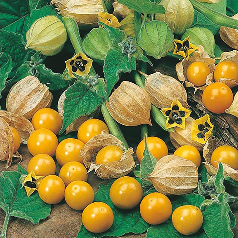Physalis, Physalis peruviana, soligt läge, lättodlad, 100 frön, bär, blomning/skörd juli-september.