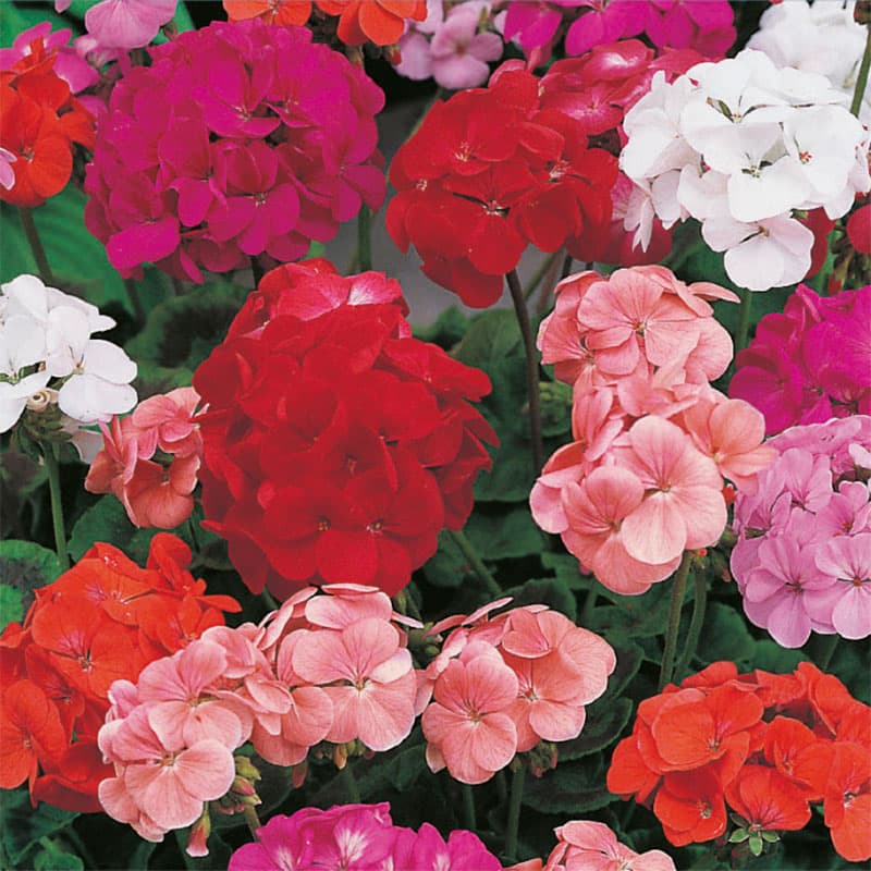Zonalpelargon 'Special Mop Head' F1, mix, stora rundade blommor, 30 cm höjd, 10 frön.