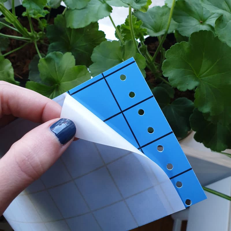 Klisterskiva till bekämpning av ohyra, 10-pack, 10 x 25 cm, blå, tillverkad i plast, hållbarhet ca 6 mån.