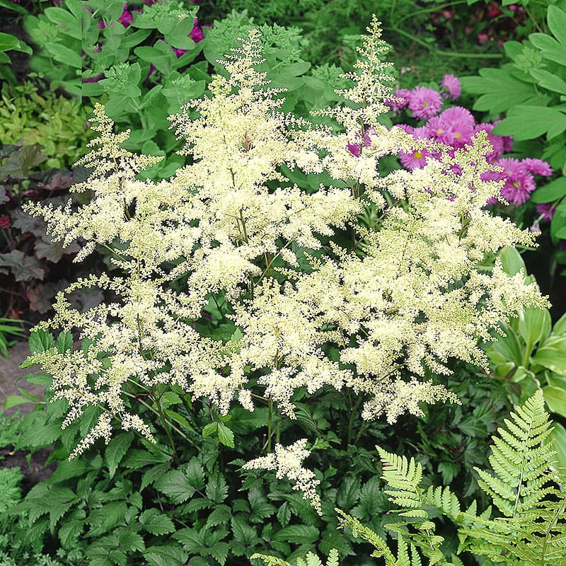 Astilbe vit 'Brautenscheleier' 3-pack, vit perenn 70 cm sol halvskugga fuktig jord