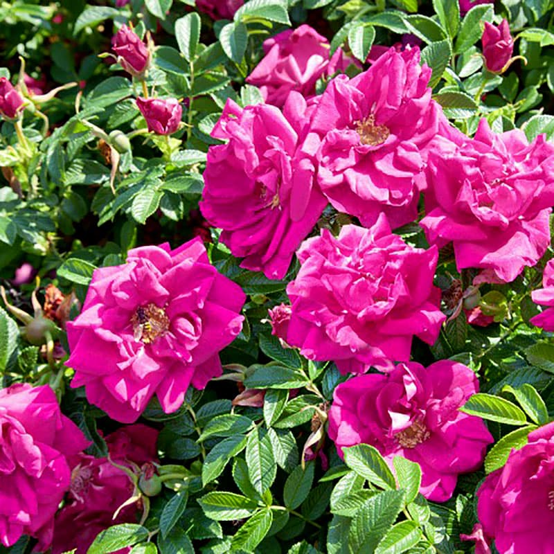 Rugosa-ros Hansa 100-pack, rödlila blommorjuni-nov 1-2 m tålig häck zon1-8